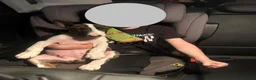 English Bull Terrier dogs for sale: English bull terrier  in Durham - Advert 11