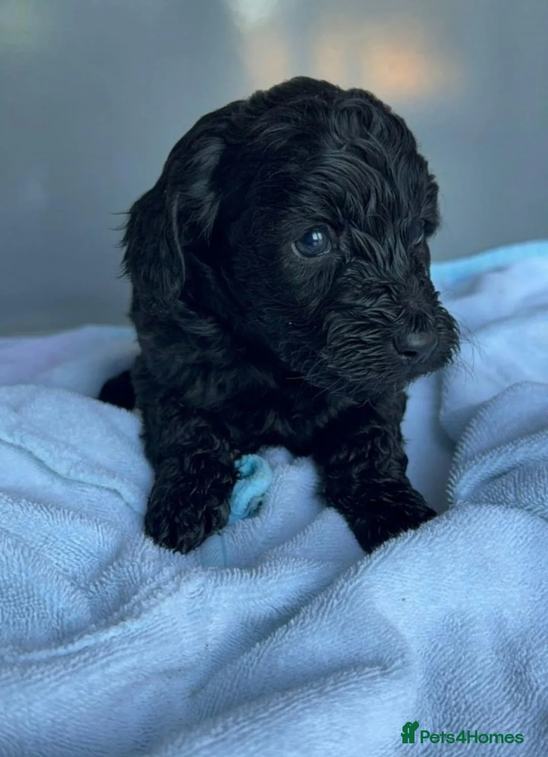Cockapoo dogs for sale: Beautiful Cockapoo Girl Looking for Forever Home - Advert 3
