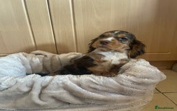 Cocker Spaniel dogs for sale: 🐾Cocker spaniel puppy 🐾 - Advert 4