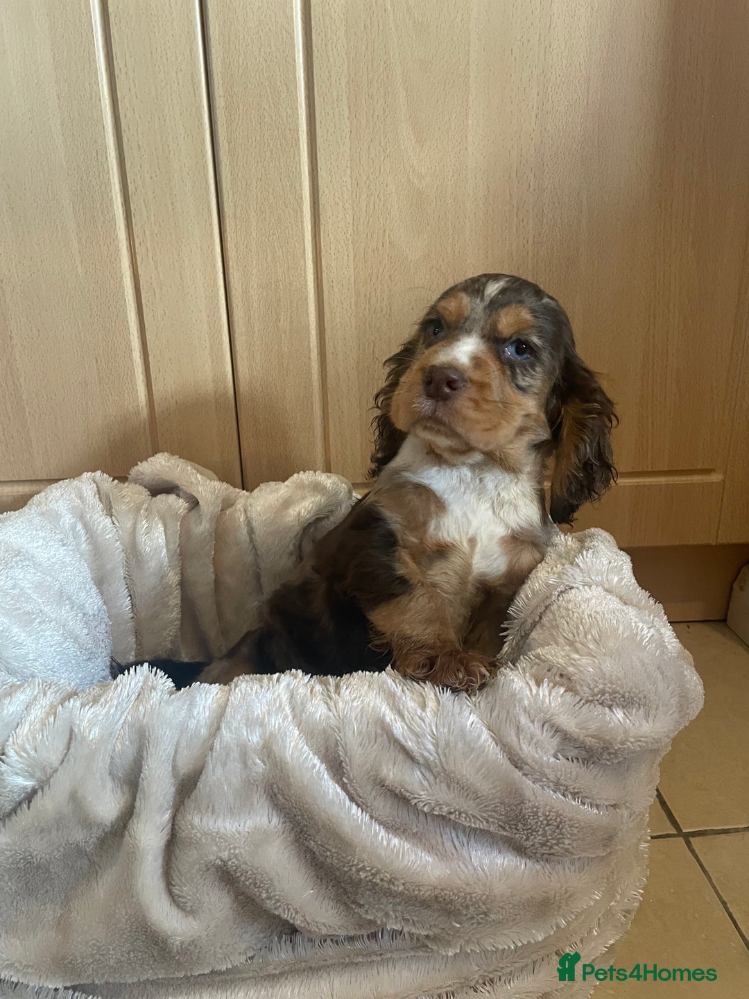 Cocker Spaniel dogs for sale: 🐾Cocker spaniel puppy 🐾 - Advert 4