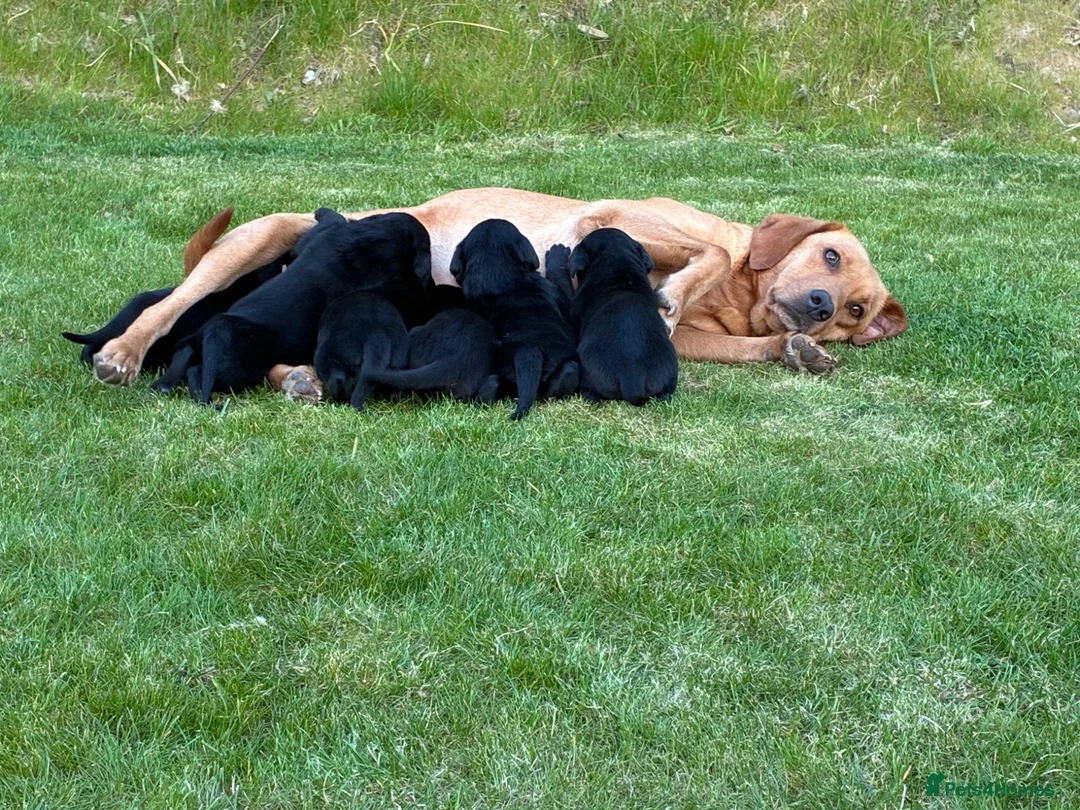 Borador dogs for sale: 7x beautiful Fox Red Labrador x collie puppies  in Ivybridge - Advert 2