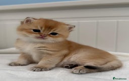 British Shorthair cats for sale: 🌟Purebred British Shorthair Golden Kittens🌟 - Image 19