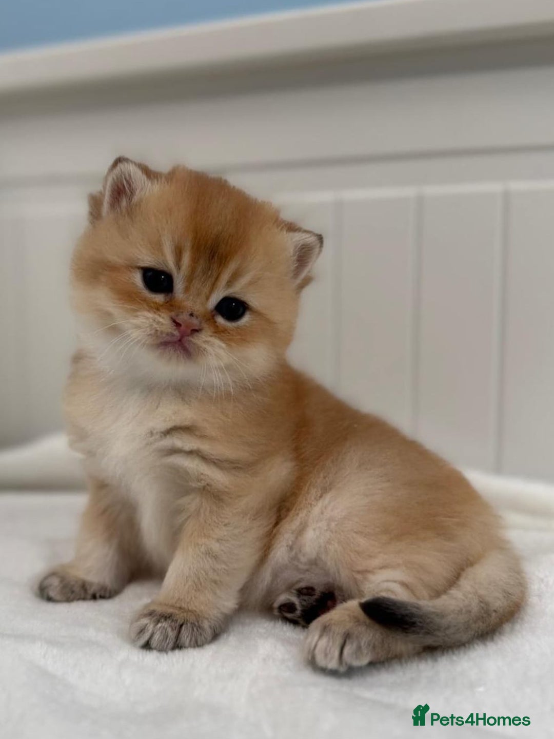 British Shorthair cats for sale: 🌟Purebred British Shorthair Golden Kittens🌟 - Image 19