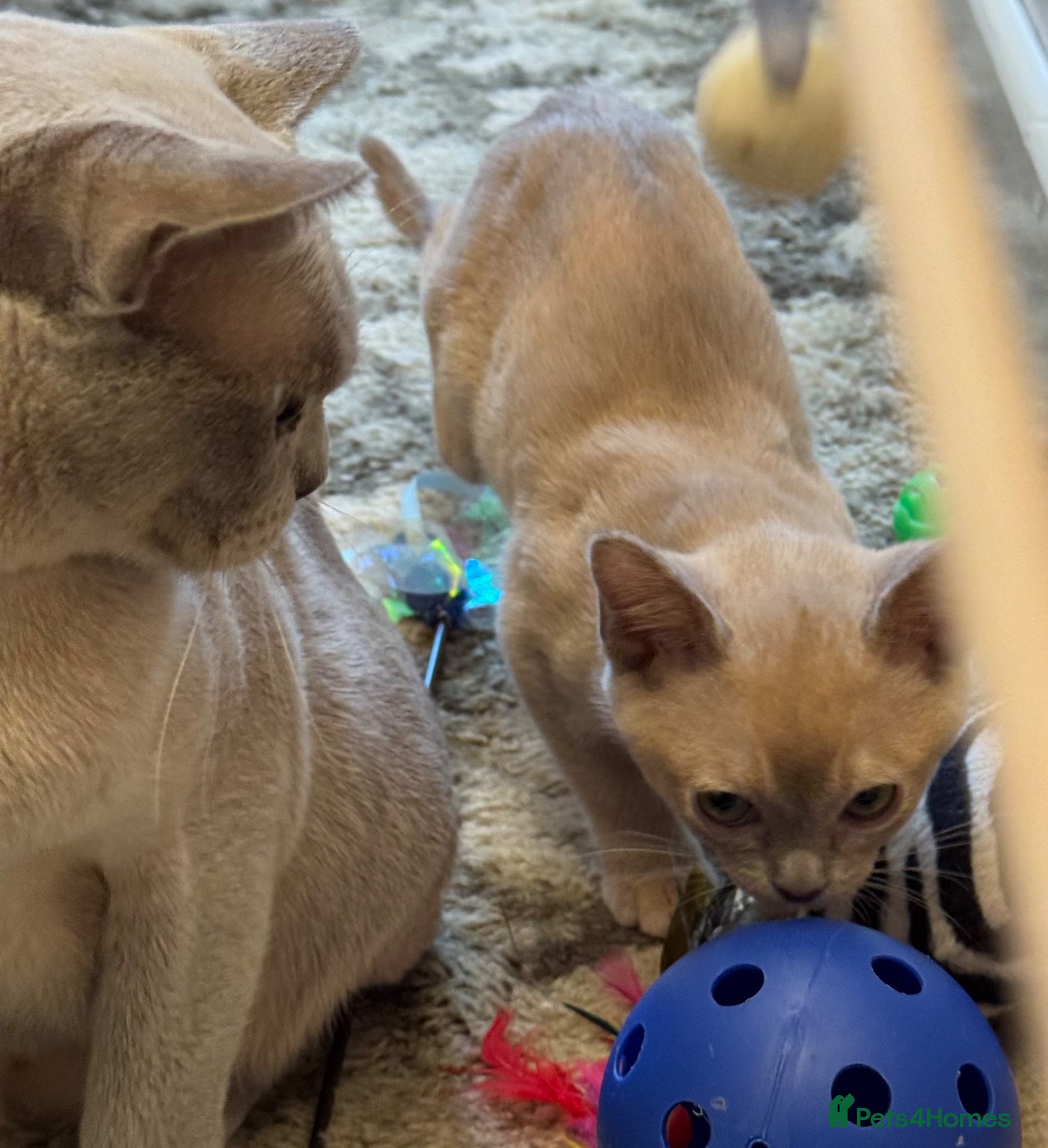 Burmese cats for sale: Adorable Burmese Kittens - Advert 6