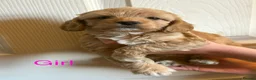 Cockapoo dogs for sale: Beautiful cockerpoo puppies  - Advert 3