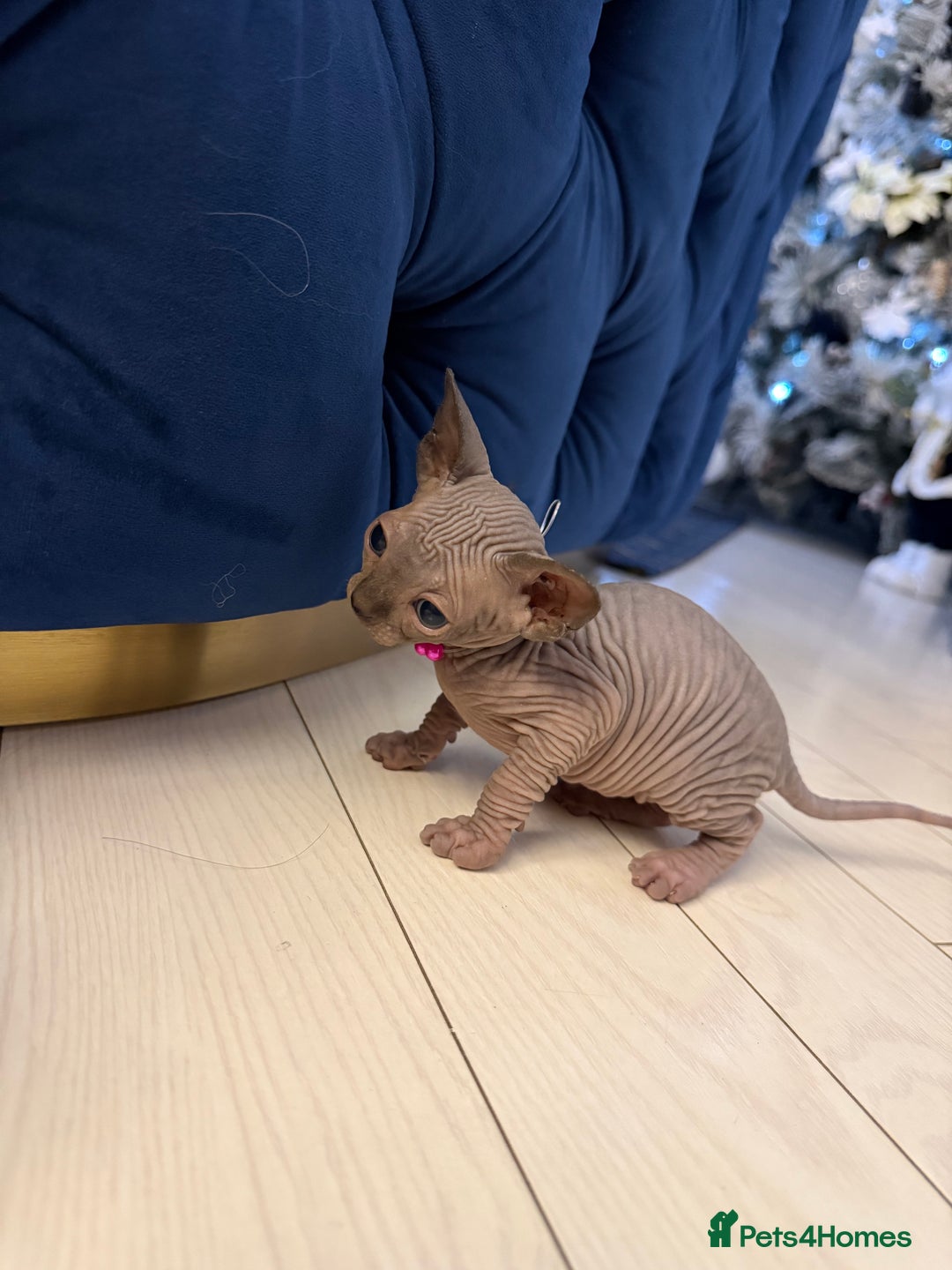 Sphynx cats for sale: Stunning Kittens!  - Advert 3