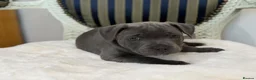 Staffordshire Bull Terrier dogs for sale: Premium RKC Staffordshire Bull Terrier Puppies 3 in Peterborough - Advert 27