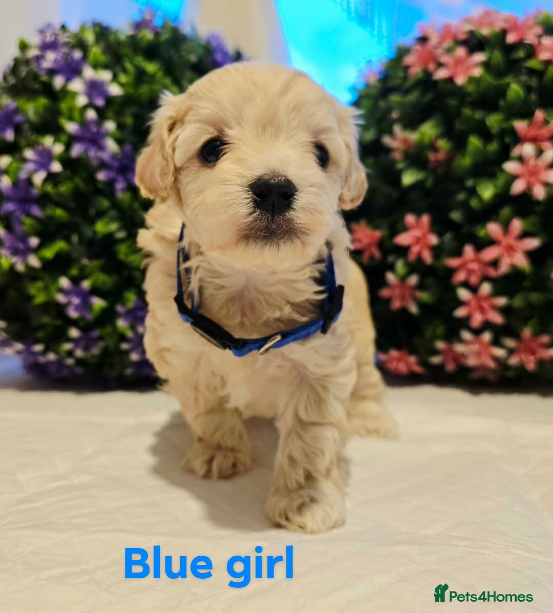 Maltipoo dogs Maltippo puppies  - Advert 5
