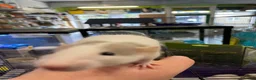 Rat rodents for sale: Baby rats - Advert 3