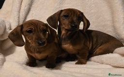 Miniature Dachshund dogs for sale: Ready Now super litter of Dashund puppies - Image 1