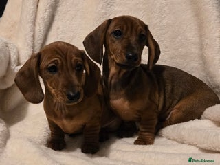 Miniature Dachshund dogs - Advert 1