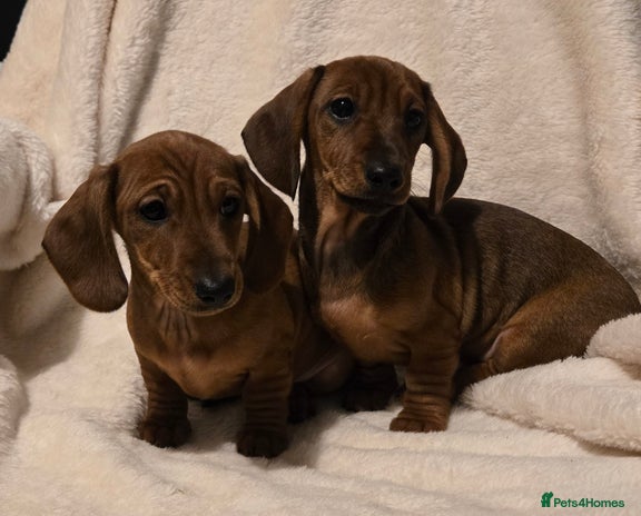 Miniature Dachshund dogs - Advert 3