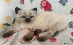 Mixed Breed cats for sale: Gorgeous kitten for sale - Image 5