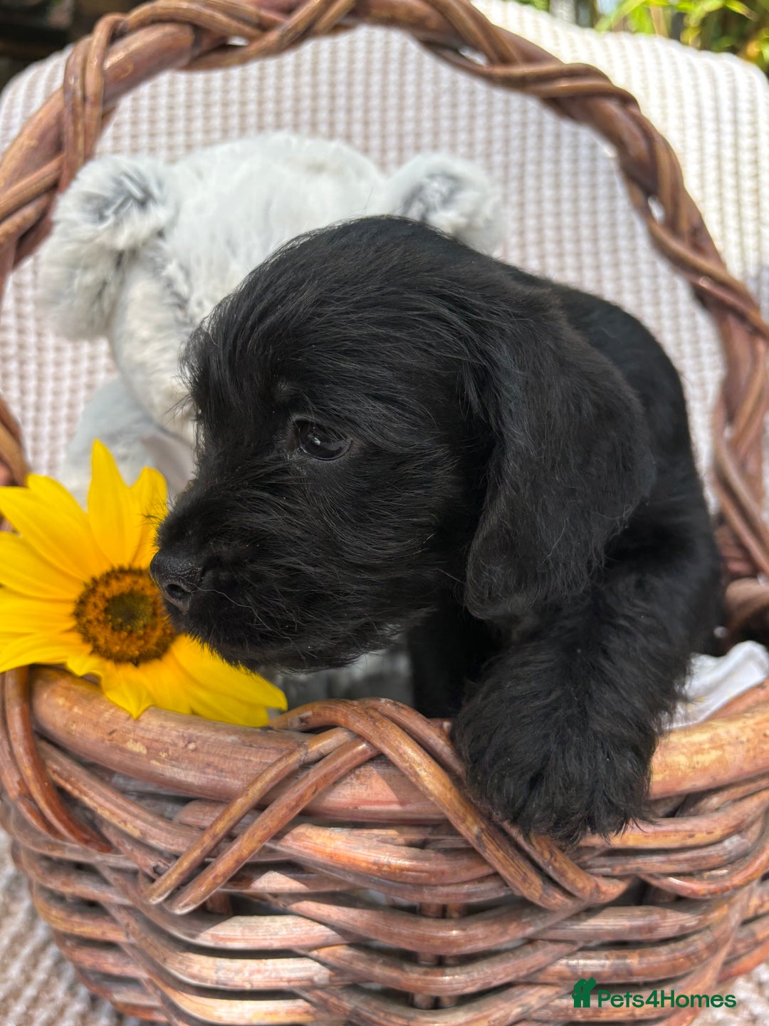 Mixed Breed dogs for sale: Pugalier x miniature schnauzer puppies - Image 4