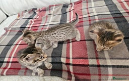 Savannah cats for sale: F4 Savannah Kittens 3x Brown Spotted 2x Melanistic - Image 16