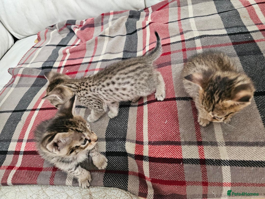 Savannah cats for sale: F4 Savannah Kittens 3x Brown Spotted 2x Melanistic - Image 16