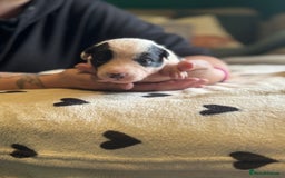 Mixed Breed dogs for sale: Beautiful Huntaway x Collie pups  - Image 6