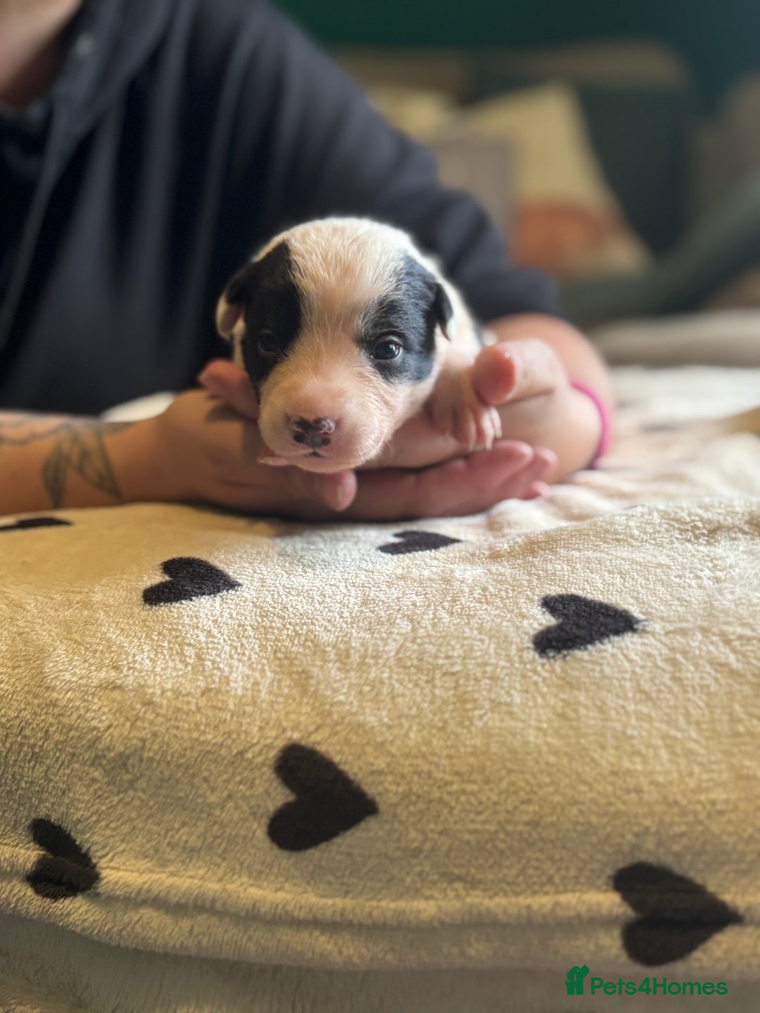 Mixed Breed dogs for sale: Beautiful Huntaway x Collie pups  - Image 6