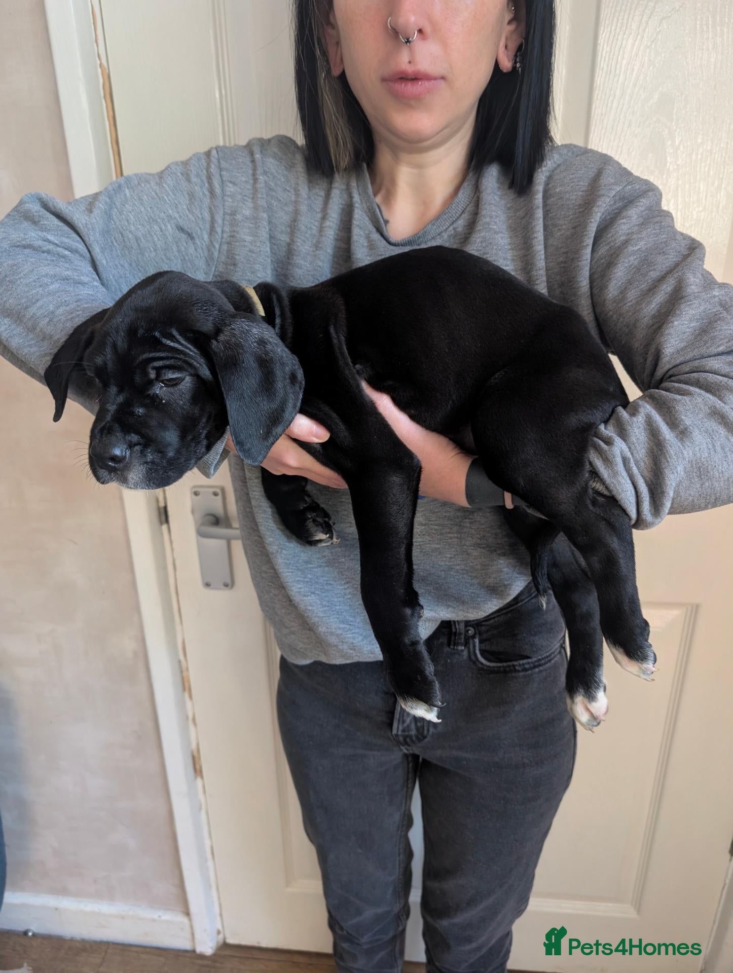 Mixed Breed dogs Douge de Bordeaux mix puppies boys - Advert 6