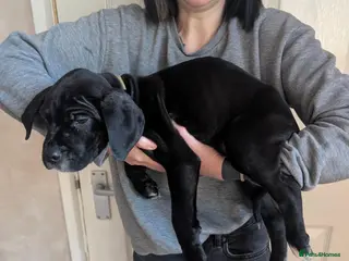 Mixed Breed dogs Douge de Bordeaux mix puppies boys - Advert 6