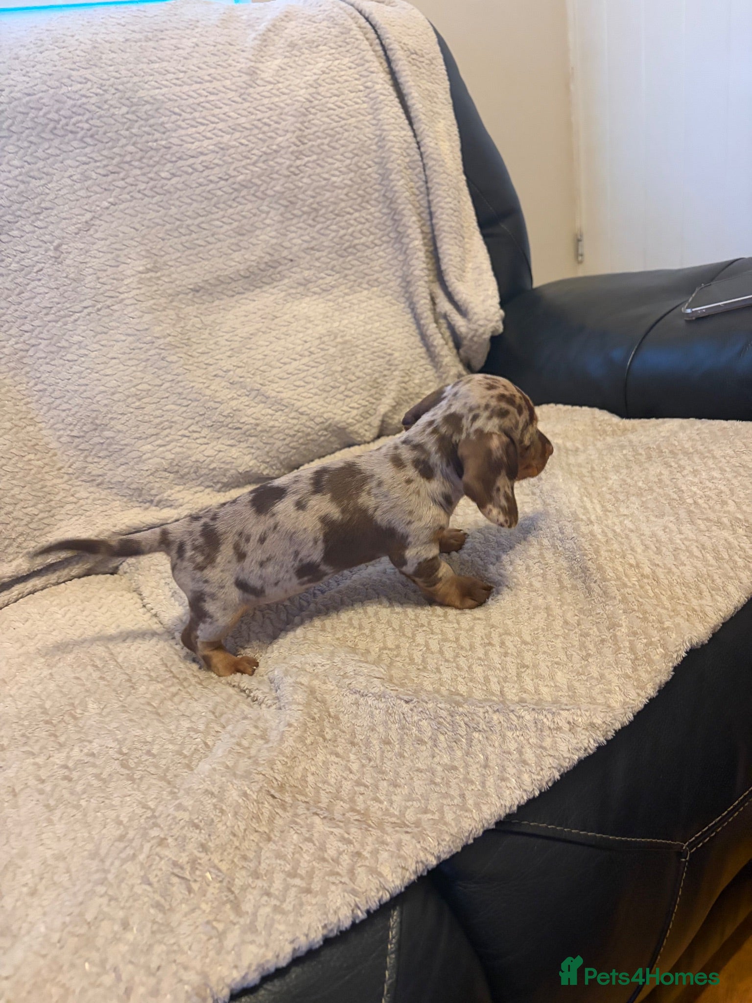 Dachshund dogs Stunning miniature kc dachshund puppies  - Advert 2