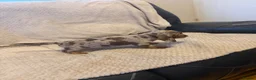 Dachshund dogs for sale: Stunning miniature kc dachshund puppies  - Advert 2