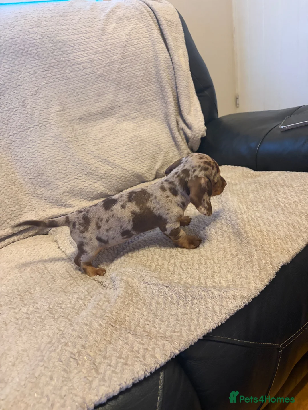 Dachshund dogs for sale: Stunning miniature kc dachshund puppies  - Advert 2