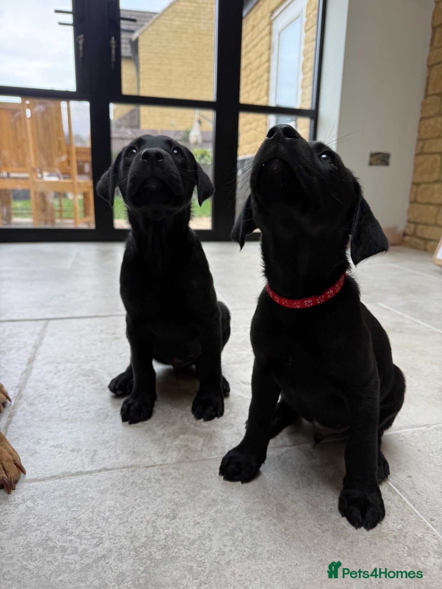 Labrador Retriever dogs 1 Male Working black lab puppy   - Advert 2