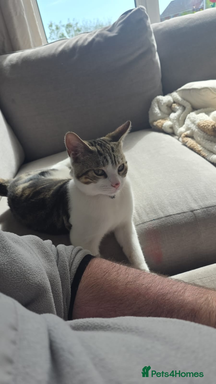 Mixed Breed cats 3 male boy kittens. - Advert 5