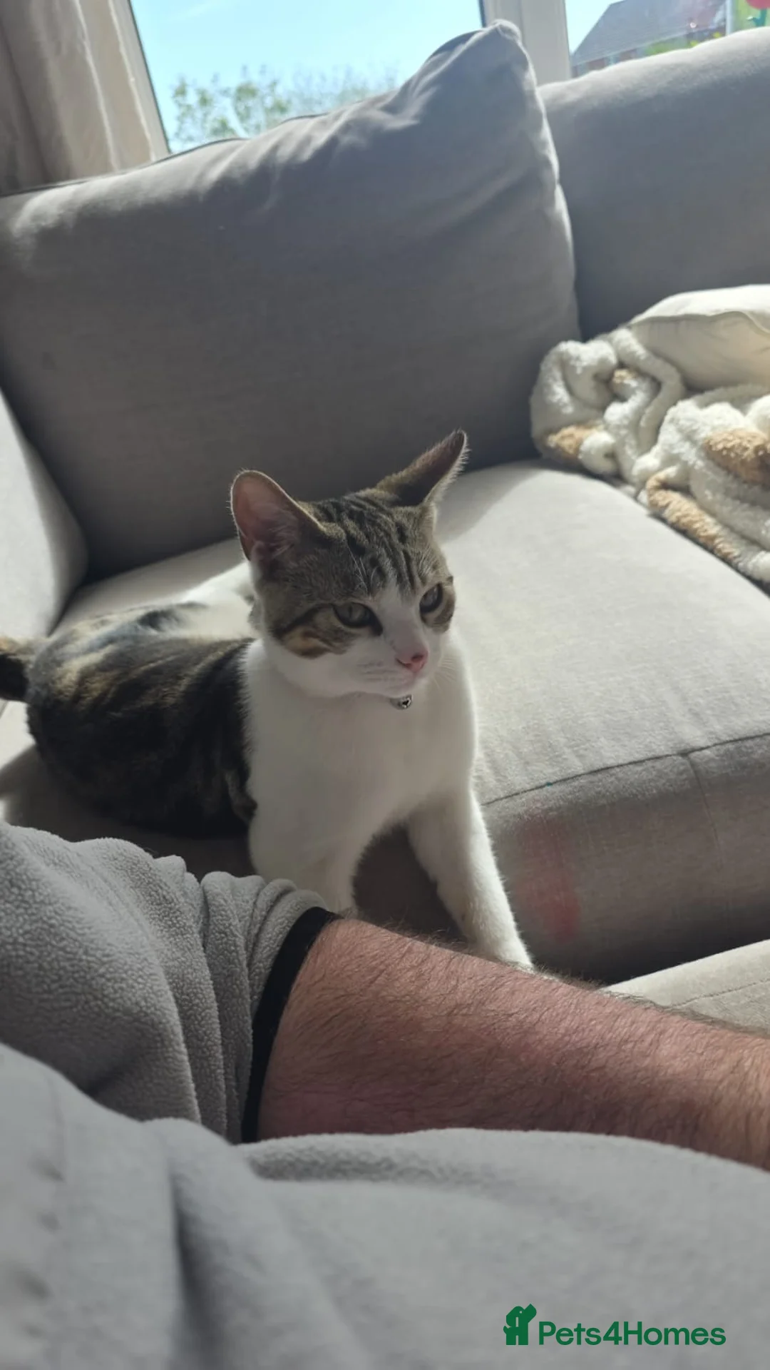 Mixed Breed cats for sale: 3 male boy kittens. in Frizington - Advert 1