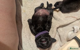 Mixed Breed dogs for sale: Doxie-Dales  - Image 13
