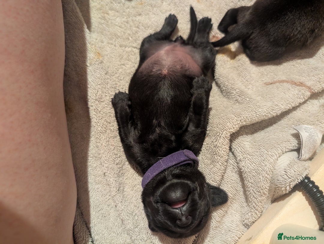 Mixed Breed dogs for sale: Doxie-Dales  - Image 13
