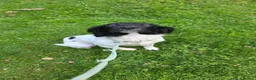 English Springer Spaniel dogs for sale: 9 Month Old Springer Bitch in Tadcaster - Advert 2