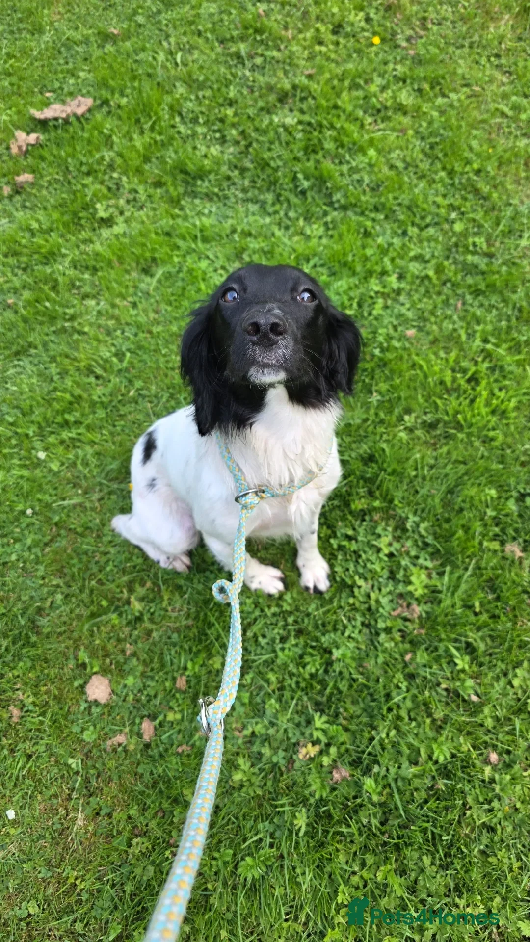 English Springer Spaniel dogs for sale: 9 Month Old Springer Bitch in Tadcaster - Advert 2