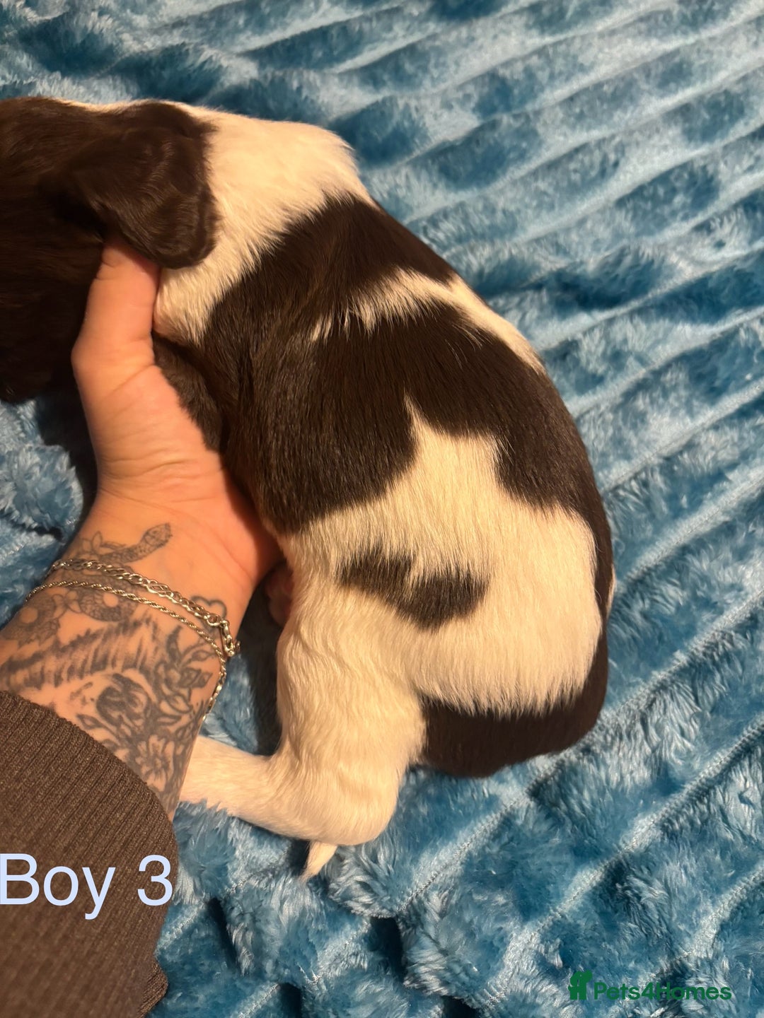 English Springer Spaniel dogs for sale: ✨ KC Registered English Springer Spaniel Puppies ✨ - Advert 32