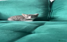 Mixed Breed cats for sale: Cutest tiny silver & gray tabby kittens - Image 4