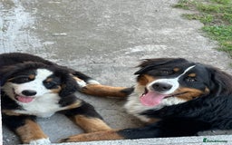 Bernese Mountain Dog dogs for sale: Bernese Mountain Dog  - Image 2