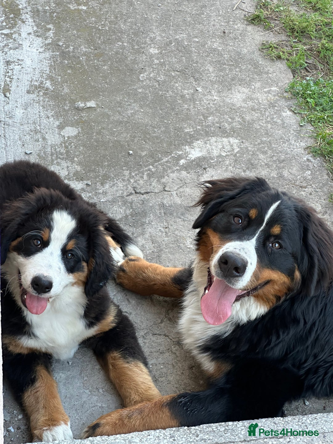 Bernese Mountain Dog dogs for sale: Bernese Mountain Dog  - Image 2