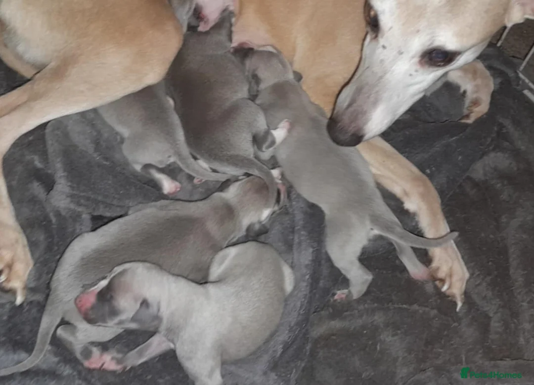 Whippet dogs for sale: Whippet pups  - Advert 2