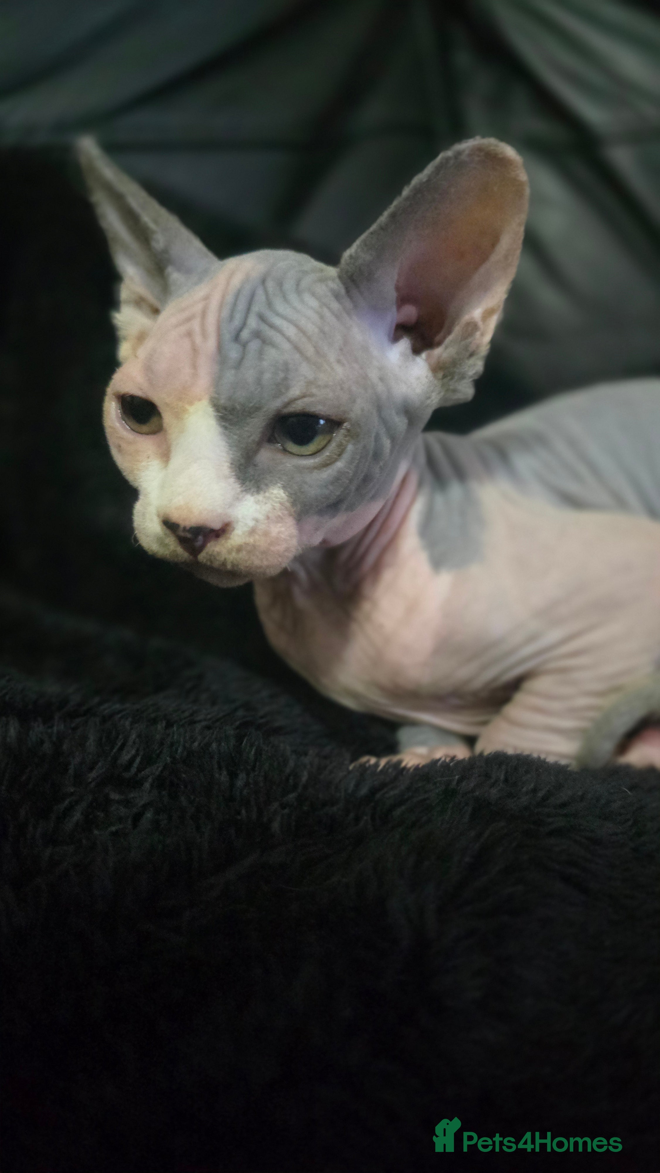 Sphynx cats READY NOW ONE LEFT SPHYNX BABY GIRL 💖 - Advert 2