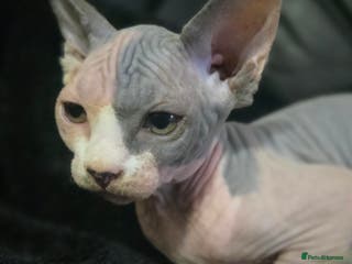 Sphynx cats READY NOW ONE LEFT SPHYNX BABY GIRL 💖 - Advert 2