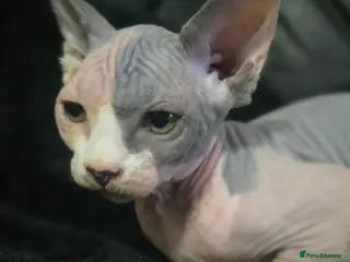 Sphynx cats READY NOW ONE LEFT SPHYNX BABY GIRL 💖 - Advert 6