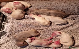 French Bulldog dogs for sale: Full fluffy !!! - Image 3