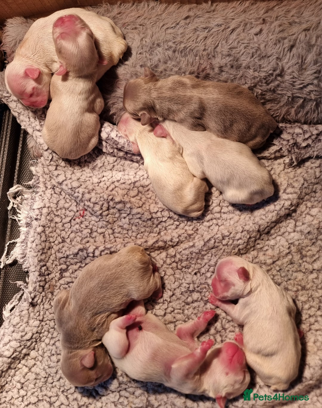 French Bulldog dogs for sale: Full fluffy !!! - Image 3