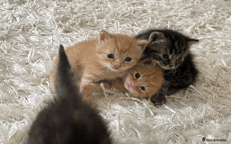 Mixed Breed cats for sale: 4Adorable Longhair Kittens-ready late Sep - Image 14