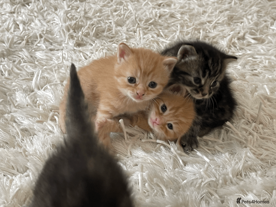 Mixed Breed cats for sale: 4Adorable Longhair Kittens-ready late Sep - Image 14