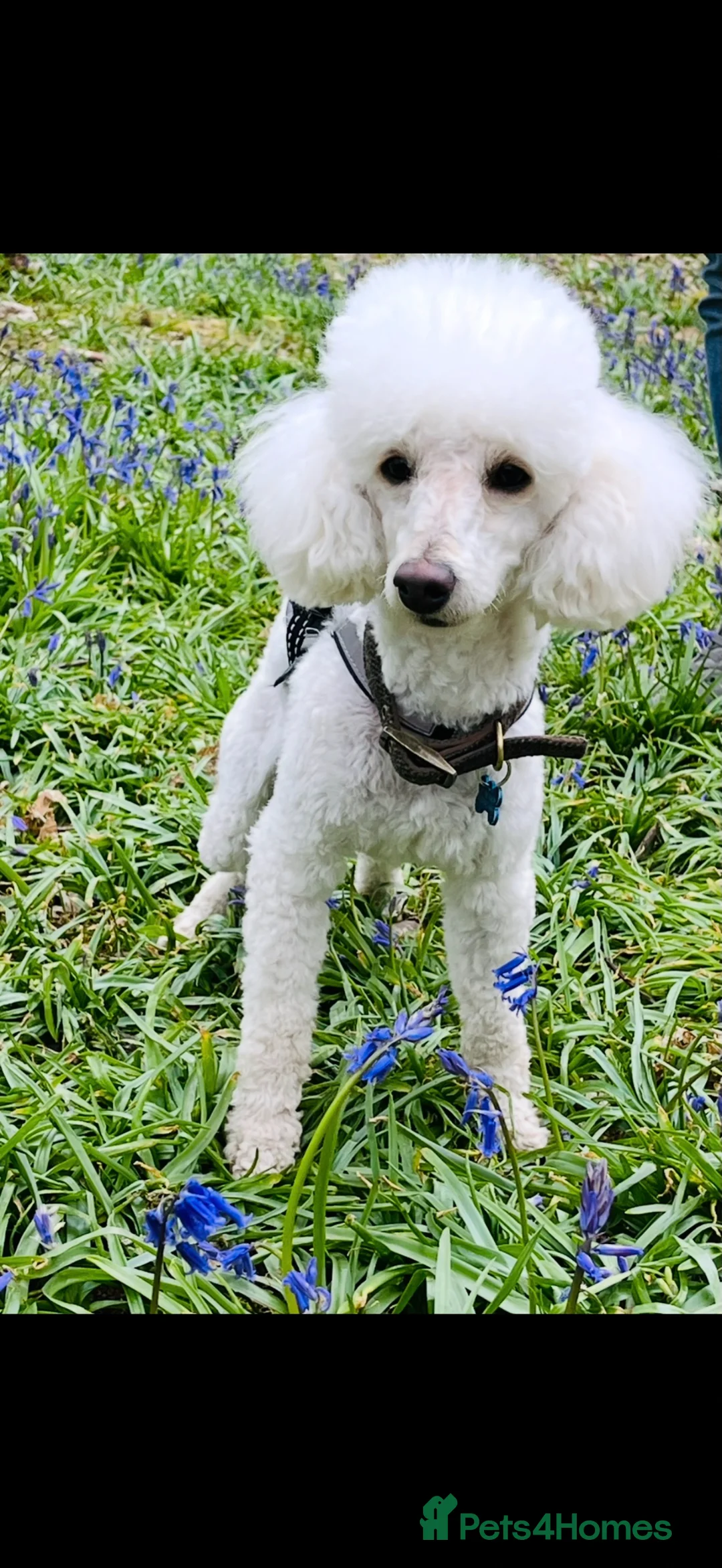 Toy Poodle dogs for sale: 🐩 extensively health tested Kc Toy poodle Puppies - Advert 7