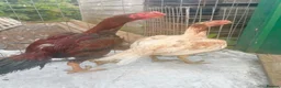Chickens poultry for sale: Indian Parrot Beak pair not Aseel Asil Shamo Thai - Advert 3