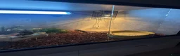 Skink reptiles for sale: Blue tongued skink in Leyland - Advert 12