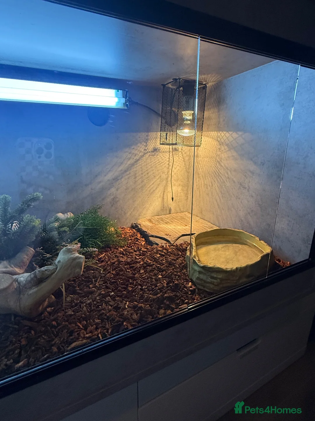 Skink reptiles for sale: Blue tongued skink in Leyland - Advert 12